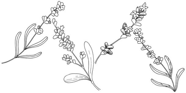 Lavendelblüte im Vektorstil isoliert. voller Name der Pflanze: Lavendel. Vektorblume für Hintergrund, Textur, Wrappermuster, Rahmen oder Rahmen. - Vektor, Bild