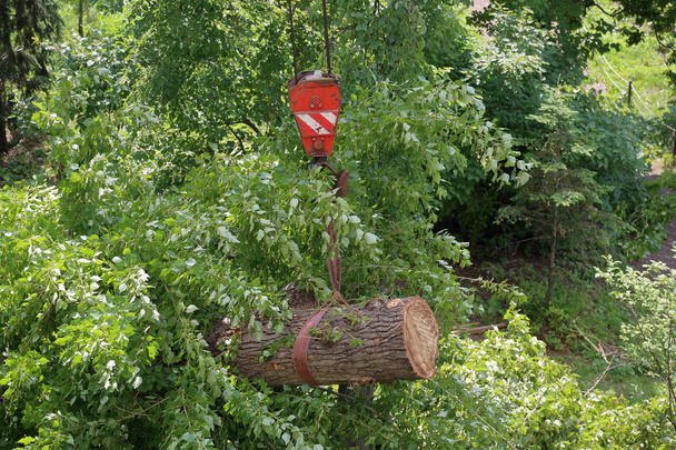 Bouw crane's haak zette een gebroken groene boom na de orkaan - Foto, afbeelding