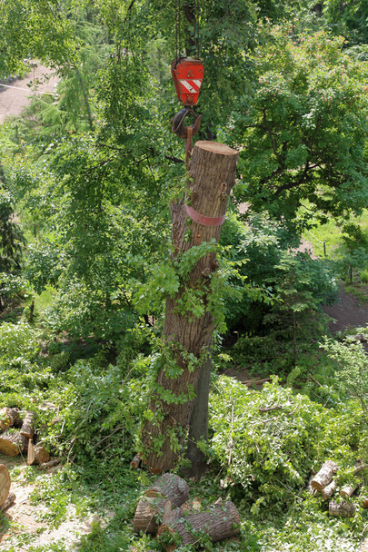 Construction crane's hook put down a broken green tree after hurricane - Photo, Image