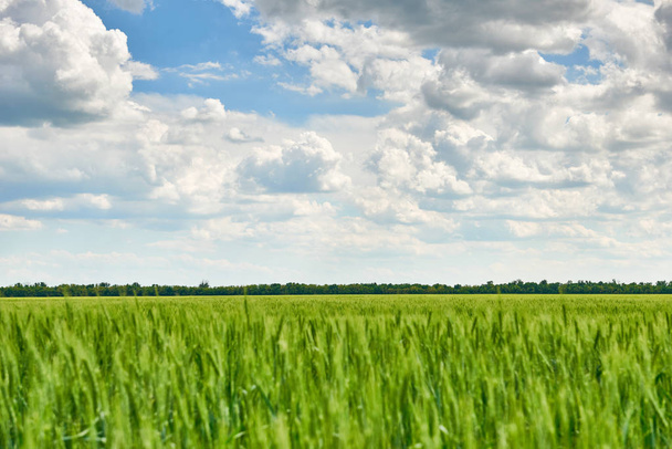 Ackerland mit jungen Weizenkeimen, grünen Pflanzen auf schwarzem Boden und schönem Himmel - Foto, Bild