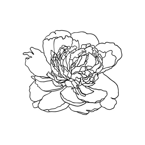 白い背景のベクトルの線形牡丹の花 - ベクター画像