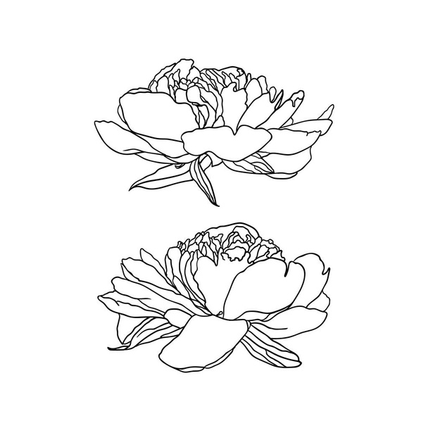 Deux fleurs pivoines linéaires vectorielles sur fond blanc
 - Vecteur, image