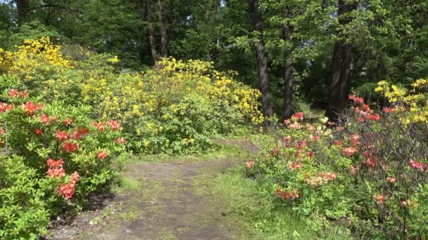 Ein Weg im Frühlingspark zwischen den bunt blühenden Rhododendronbüschen. sonniger Tag. - Filmmaterial, Video