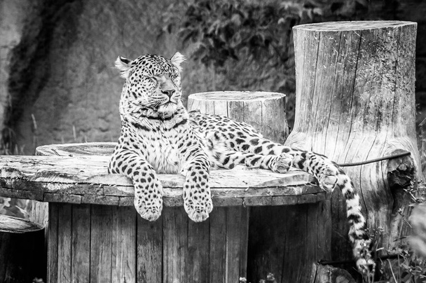 Leopard mit geschlossenen Augen liegt auf einer Holzrolle - Foto, Bild