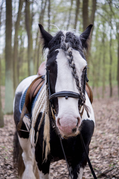 Tinker caballo en el bosque
 - Foto, imagen