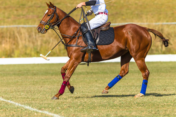 Polo cavalier joueur et cheval poney jeu action sport équestre
. - Photo, image