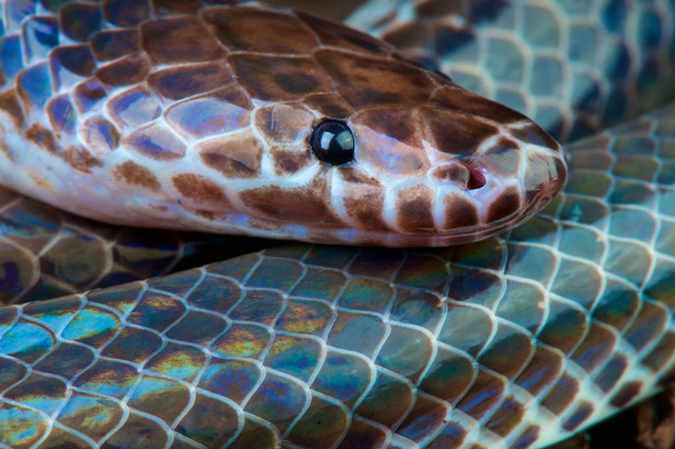 Xenopeltis unicolor, Serpiente del rayo de sol, Tailandia
 - Foto, Imagen