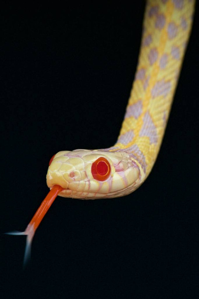 Чортоподібний марикан, картата підв'язка змія
 - Фото, зображення