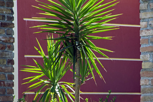 Feuilles de palmier vert contre le mur bordeaux peint, entre deux colonnes de briques
 - Photo, image