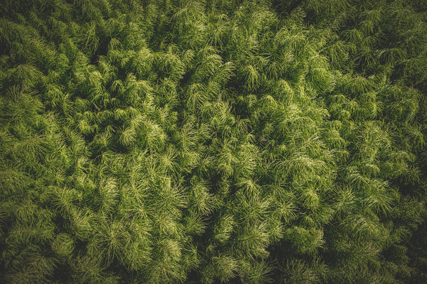 Close up of light green fluffy foliage. - Foto, immagini