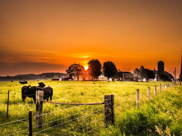 A male bull and female beef cow stand side by side in a fenced in cattle pasture with green grass as the sun rises with beautiful orange colored skies and farm beyond in Galena Illinois. - Photo, Image