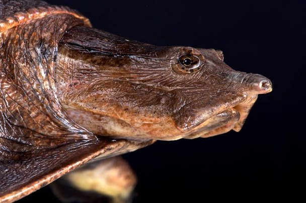 Черепаха Обри (Cycloderma aubryi
) - Фото, изображение
