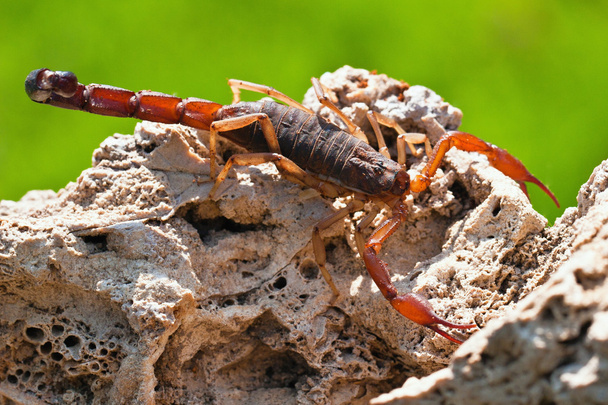 Skorpion - Zdjęcie, obraz