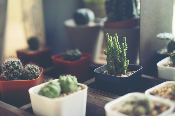 Cactus in ceramic pot on a wood table background. - 写真・画像