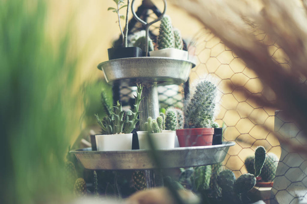 Cactus en maceta de cerámica sobre un fondo de mesa de madera
. - Foto, imagen
