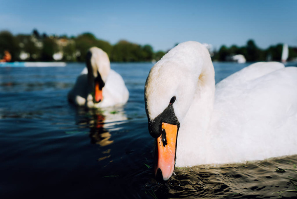 Couple of cute white grace swan on the Alster lake on a sunny day in Hamburg - Foto, immagini