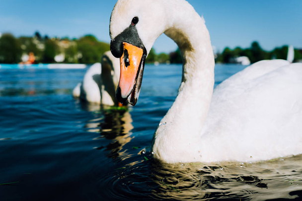 Close up of cute white grace swan with open beak on the Alster lake on a sunny day in Hamburg - Foto, immagini
