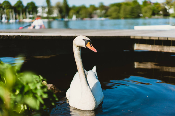 Grace white grace swans on Alster lakenear the pier a sunny day. Hamburg, Germany - 写真・画像