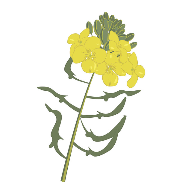 Mustard flower isolated vector illustration on a white background - Vektör, Görsel