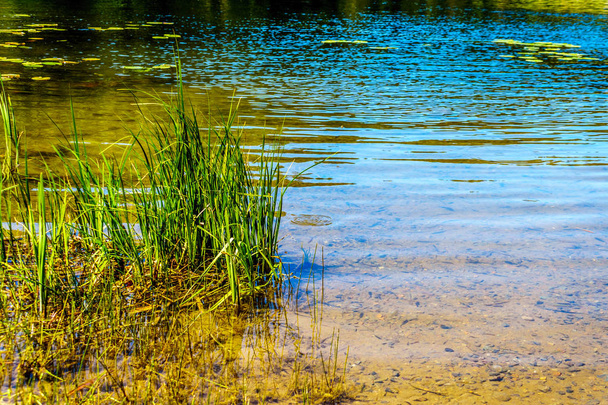 Grasses in the clear waters of Taylor Lake along Highway 5A, the Kamloops-Princeton Highway, between the towns of Merritt and Princeton in British Columbia, Canada - Photo, Image