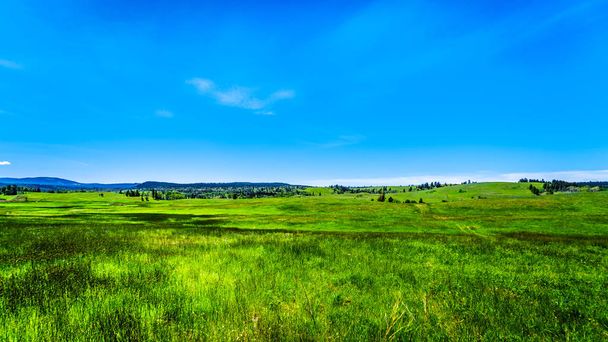 Lush Grasslands along Highway 5A, the Kamloops-Princeton Highway, between the towns of Merritt and Princeton in British Columbia, Canada - Photo, Image