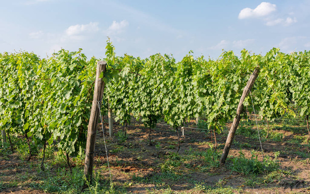 vineyard plantations, beautiful view of the vineyard rows - Фото, зображення