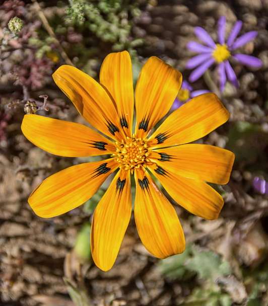 Gazania lichtensteinii wildflower in Namaqualand, South Africa - Photo, Image