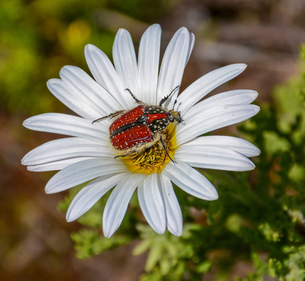 close up of Brunia Beetle on white flower in Southern Africa - Photo, Image
