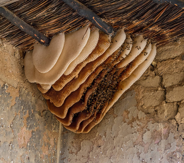 アフリカ南部の放棄された農家の屋根の下で野生のハチの巣 - 写真・画像