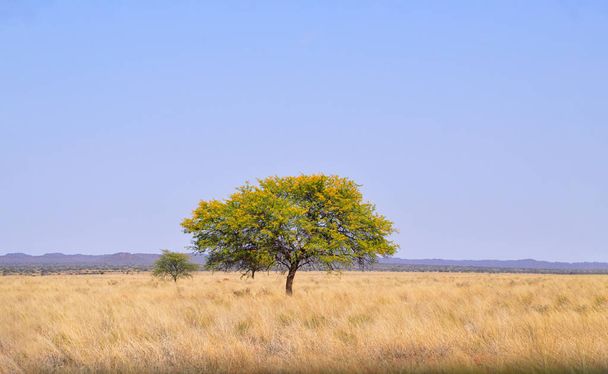 Sateenvarjo Thorn puu Etelä-Afrikassa savanna
 - Valokuva, kuva