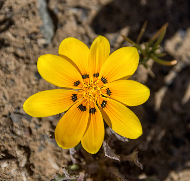 Gazania lichtensteinii wildflower in Namakwaland, Zuid-Afrika - Foto, afbeelding