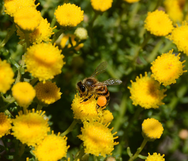 Cape Honey Bee gathering nectar from Cotula turbinata daisy - Photo, Image