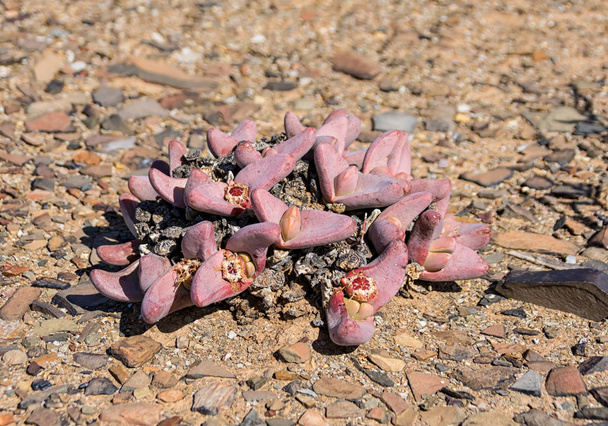 zblízka Tanquana prismatica rostlin v Northern Cape, Jižní Afrika - Fotografie, Obrázek