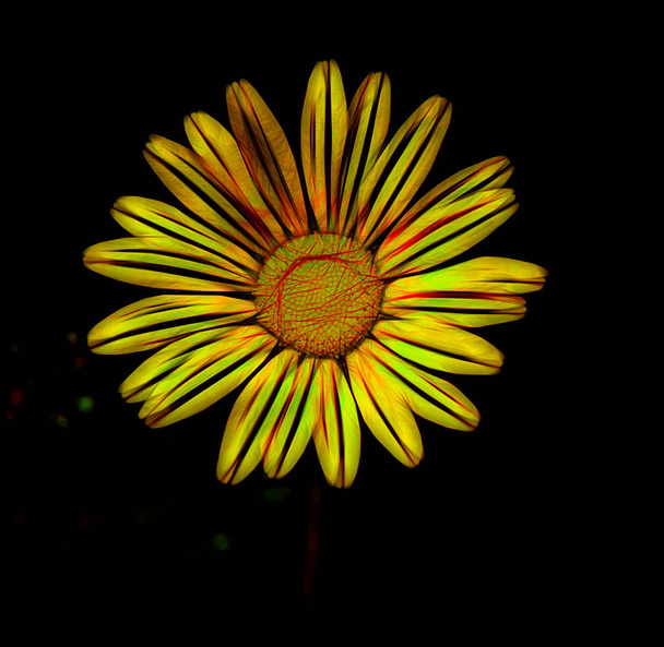 keltainen Afrikkalainen Päivänkakkara tumma tausta
 - Valokuva, kuva
