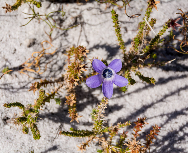 vista dall'alto del fiore Roella triflora nel Capo Sud, Sud Africa
 - Foto, immagini