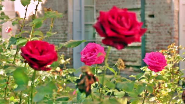 od růžové až červené růže růží / sada červené a růžové růže - Záběry, video