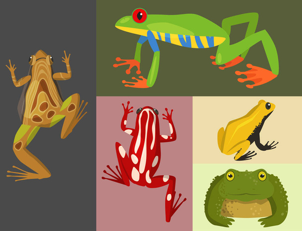 Kikker vector cartoon tropische fauna dierlijke groene froggy natuur grappig illustratie giftige toad wormsalamander. - Vector, afbeelding