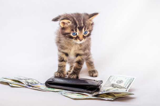 Een beetje gestreepte kitty in de buurt van de portemonnee en de dollar. Het tellen van geld voor werk. Planning van de financiële kosten - Foto, afbeelding