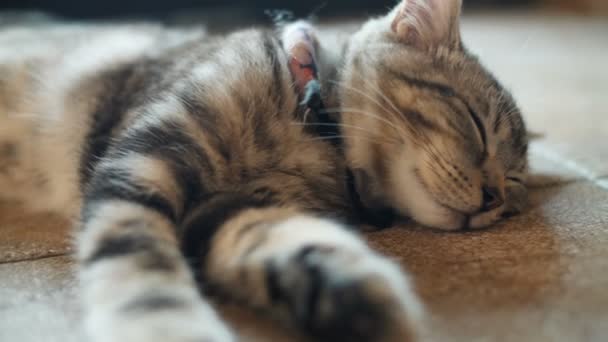 4 k χαριτωμένο τιγρέ γάτα που κοιμάται με γλυκό όνειρο στο σπίτι - Πλάνα, βίντεο