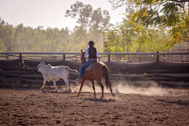 Lehmityttö kilpailee leirintätapahtumassa maalaisrodeossa. Leirintäalue on ainutlaatuinen australialainen urheilu, jossa hevonen ja ratsastaja työskentelevät karjaa
. - Valokuva, kuva