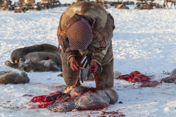 Kuzeye doğru, Yamal, geyik eti hazırlığı geyik postunu kaldırır, ren geyiği yetiştiricisi yardımcısı. - Fotoğraf, Görsel