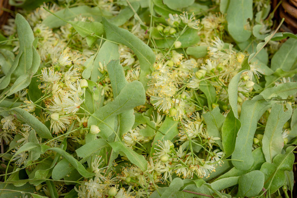Čerstvé květiny Tilia jako pozadí. Detailní záběr z lipové květy v košíku. Tilia květy jsou léčivé byliny, používané pro bylinné čaje, dobrý při nachlazení, horečka. - Fotografie, Obrázek