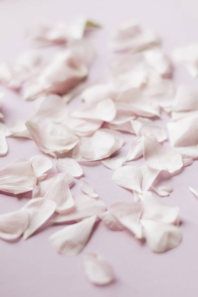 petals of tender pink flowers on pink background - Photo, Image
