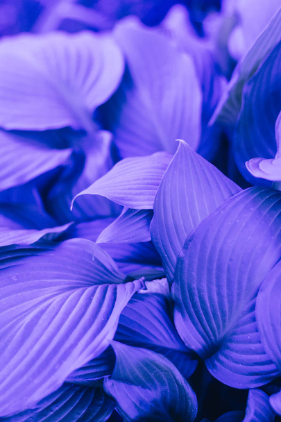 creative background of violet leaves, closeup - Foto, imagen