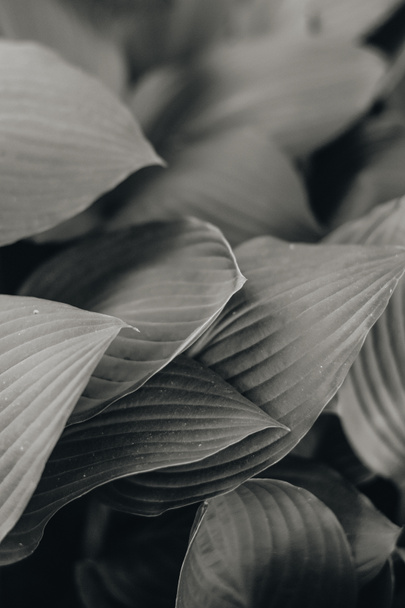 fundo de folhas frescas, close up, preto e branco
  - Foto, Imagem
