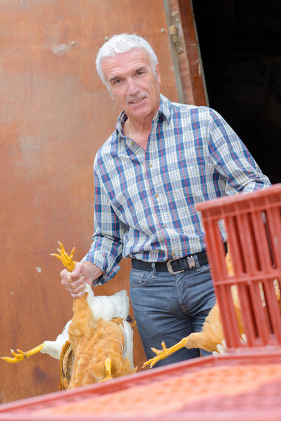 Farmer holding chickens by their legs - Foto, Bild