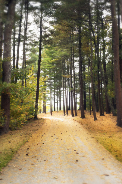 Dreamy walkway into forest - Foto, afbeelding