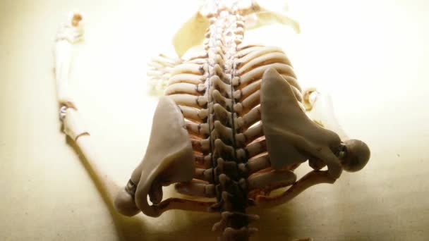 Miniatűr emberi csontváz modell közelkép - Felvétel, videó