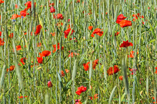 Poppy fields of the Pskov region. Poppies and wheat on the Russian fields. - Photo, Image