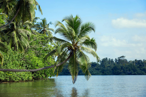 Palma, bent over the river Bentota, Sri Lanka - Zdjęcie, obraz